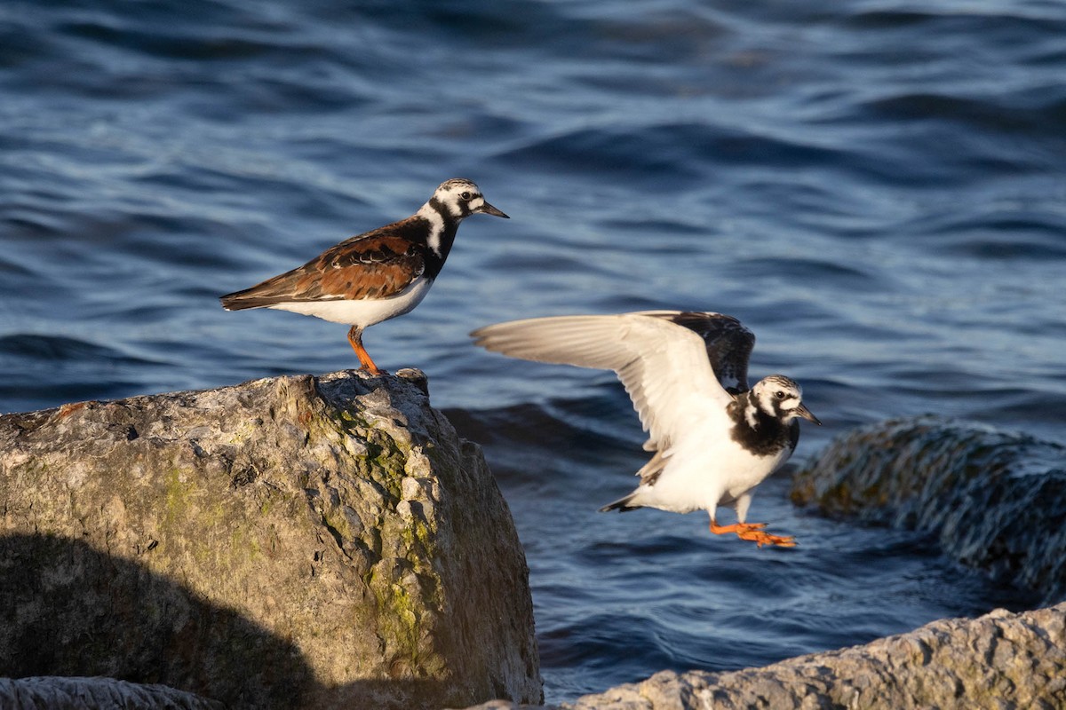 Ruddy Turnstone - ML619846796