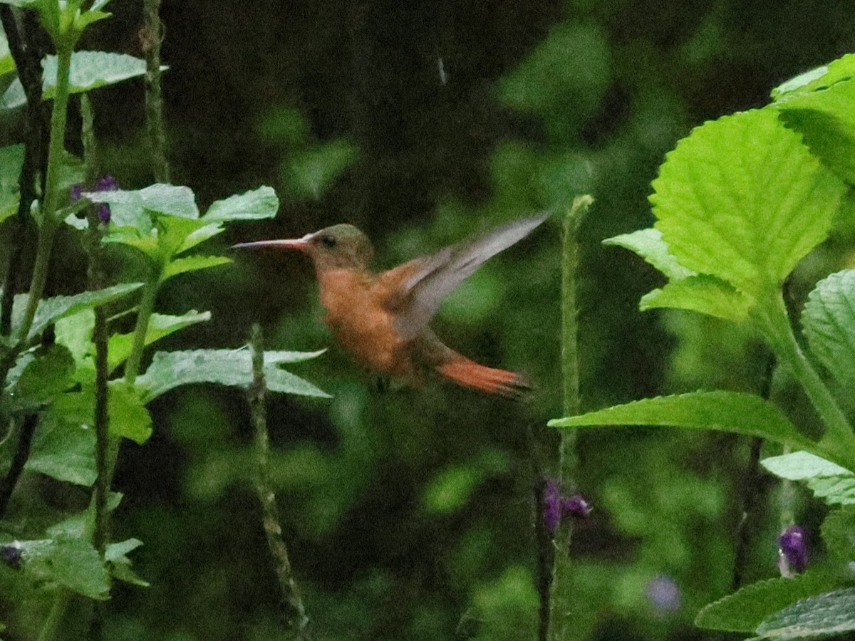 kolibřík ryšavý - ML619846800