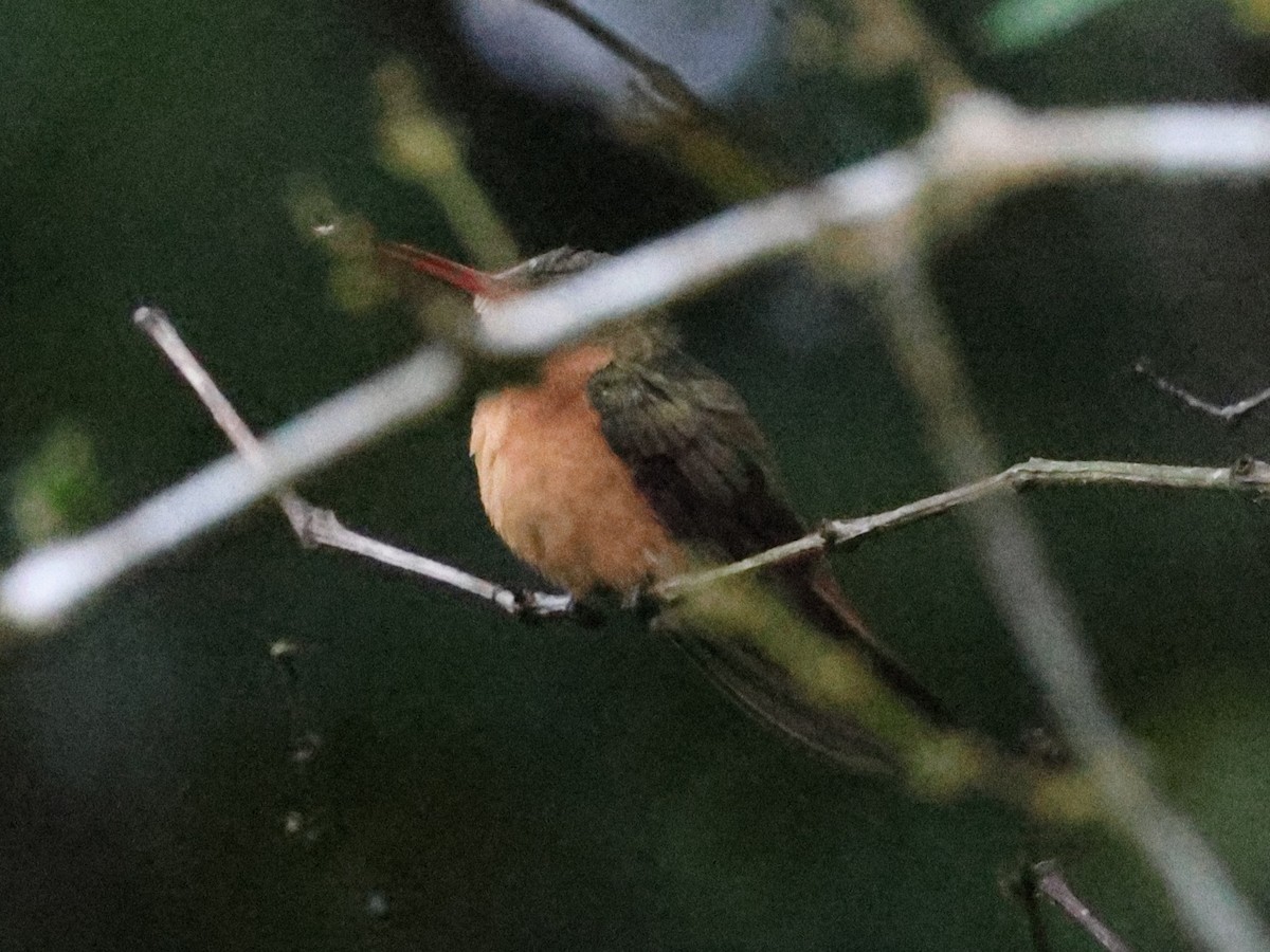 Cinnamon Hummingbird - ML619846801