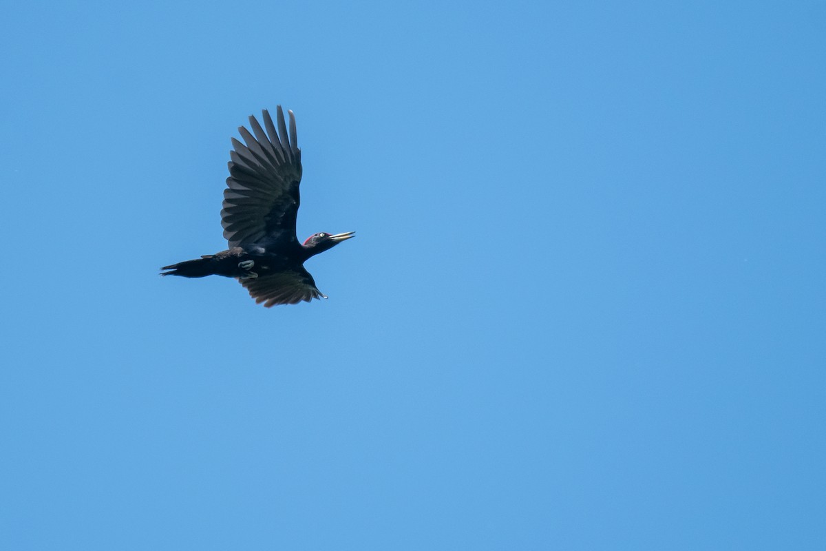 Black Woodpecker - ML619846850