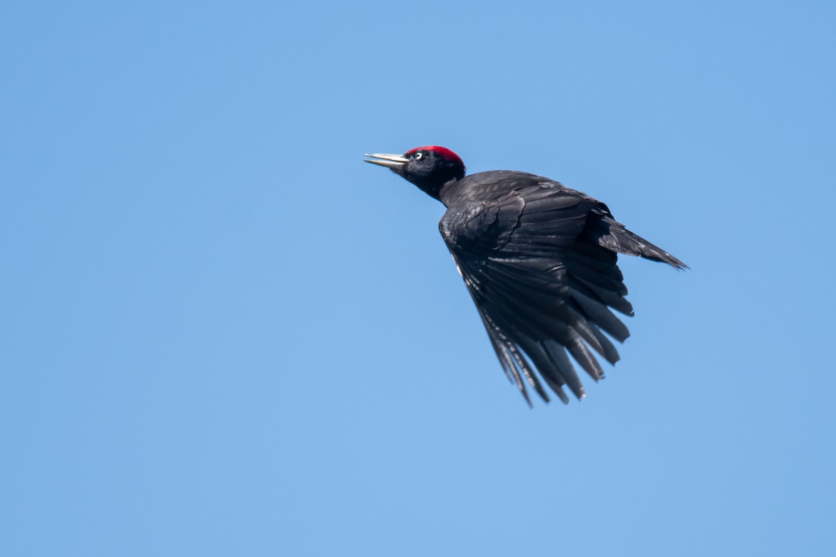 Black Woodpecker - ML619846852
