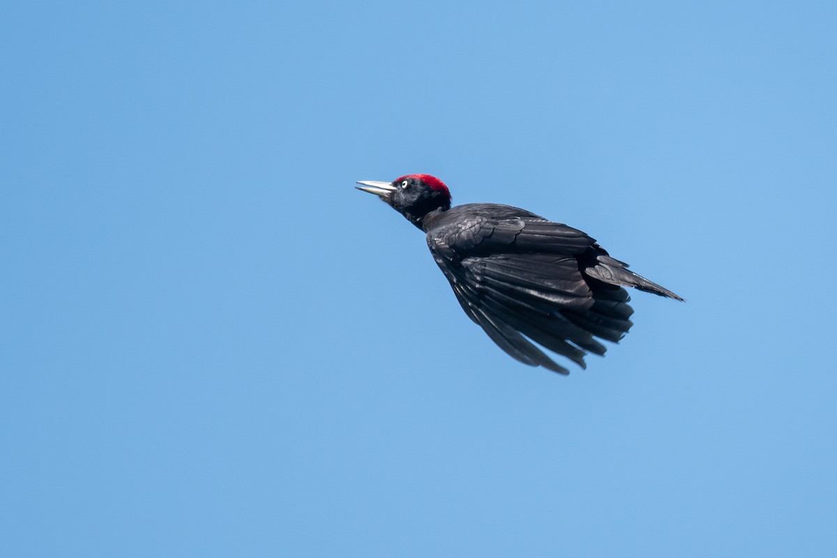 Black Woodpecker - ML619846853
