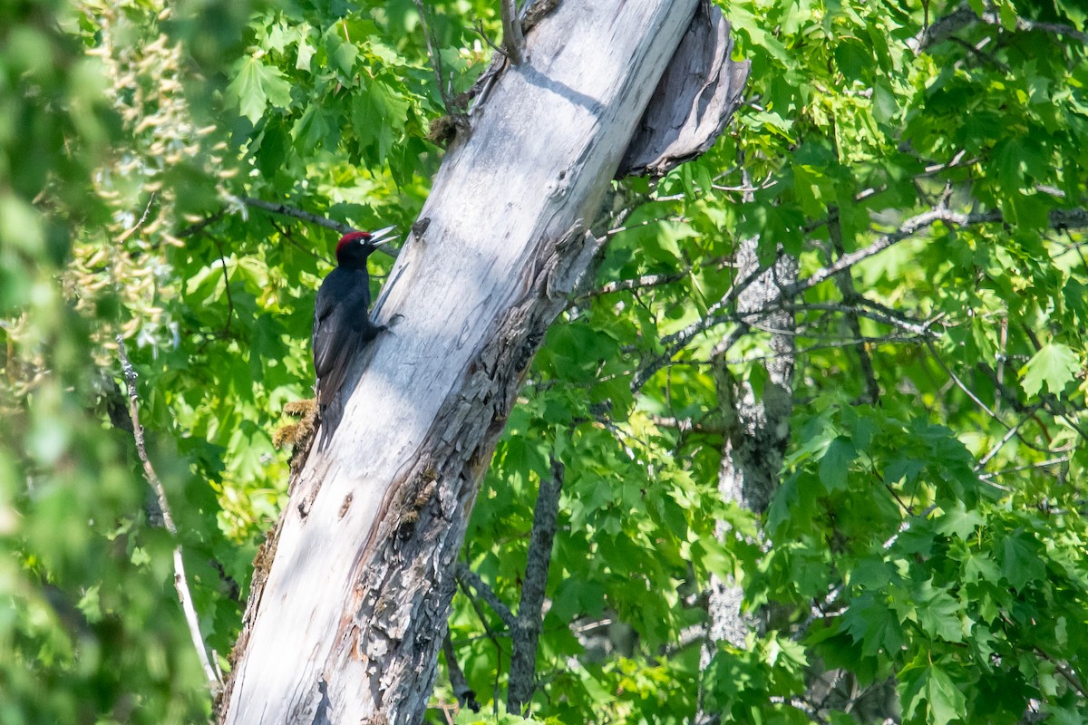 Black Woodpecker - ML619846854