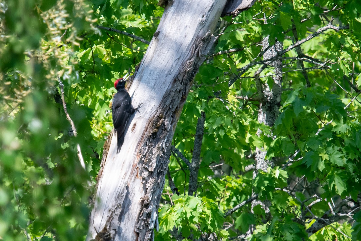 Black Woodpecker - ML619846855