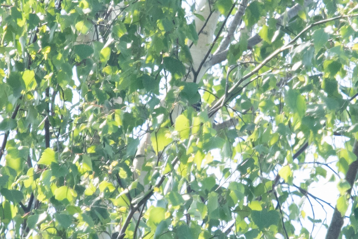 Lesser Spotted Woodpecker - ML619846885