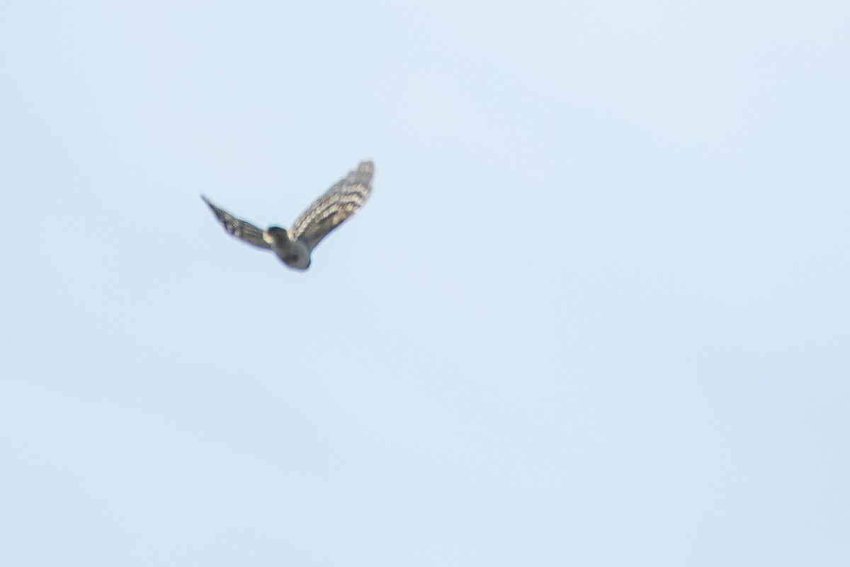Lesser Spotted Woodpecker - ML619846886
