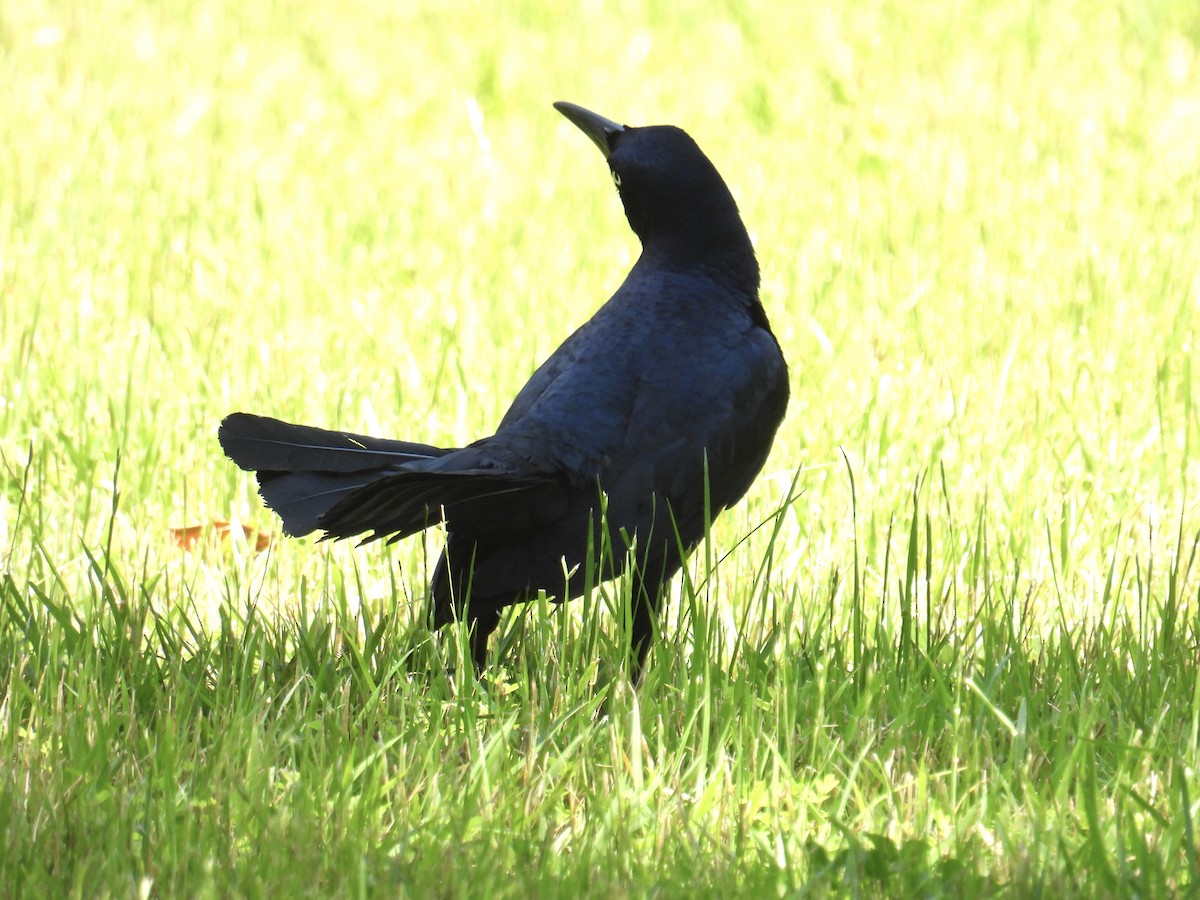 Great-tailed Grackle (Great-tailed) - ML619846906