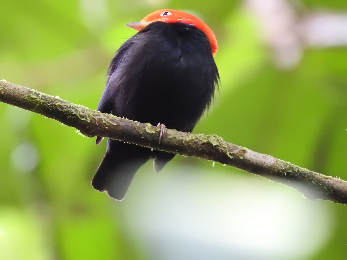 Red-capped Manakin - ML619846908