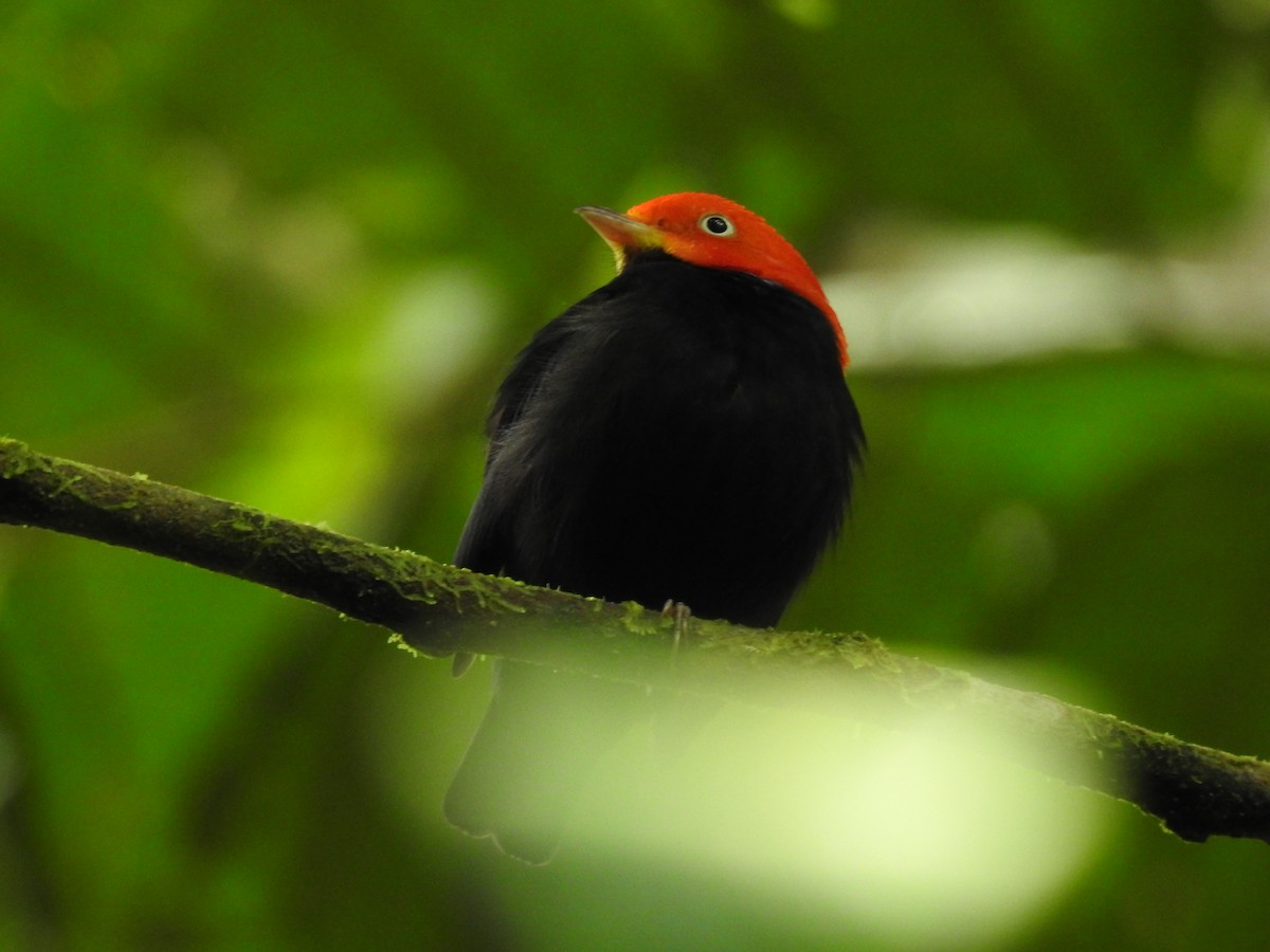 Red-capped Manakin - ML619846909