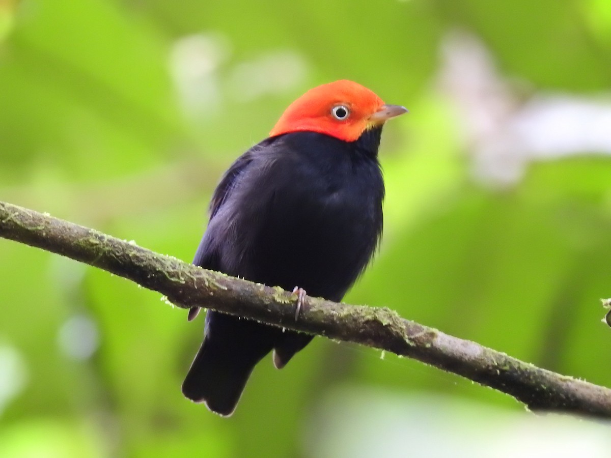 Red-capped Manakin - ML619846910