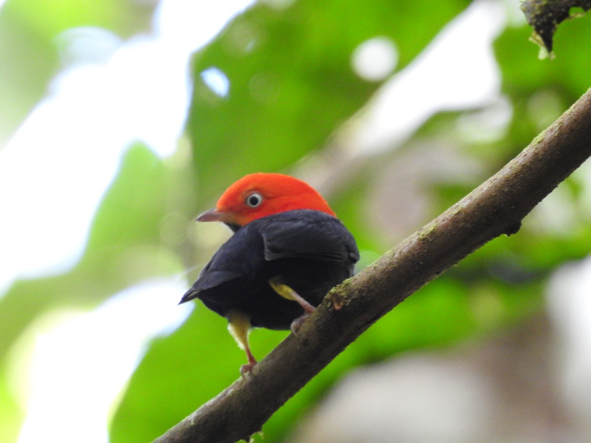 Red-capped Manakin - ML619846911