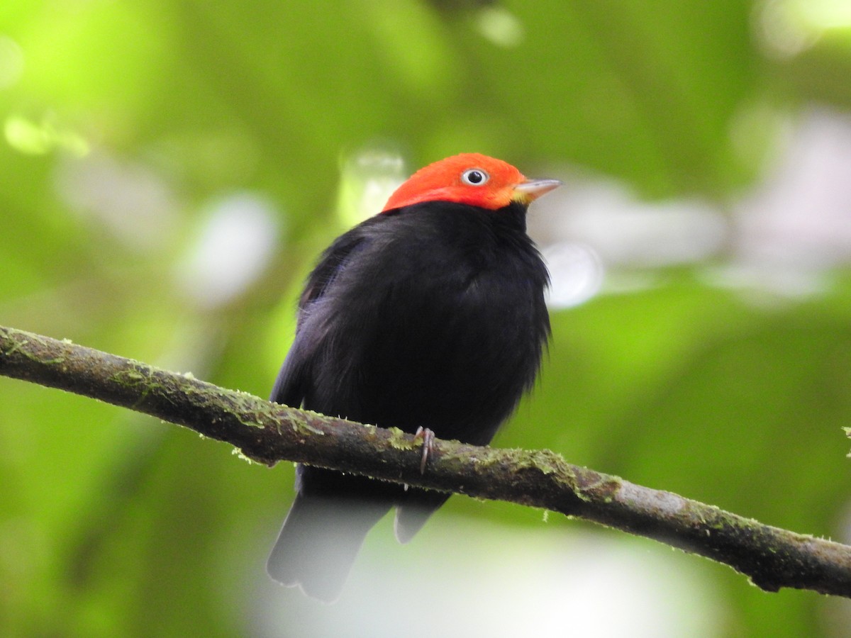 Red-capped Manakin - ML619846912