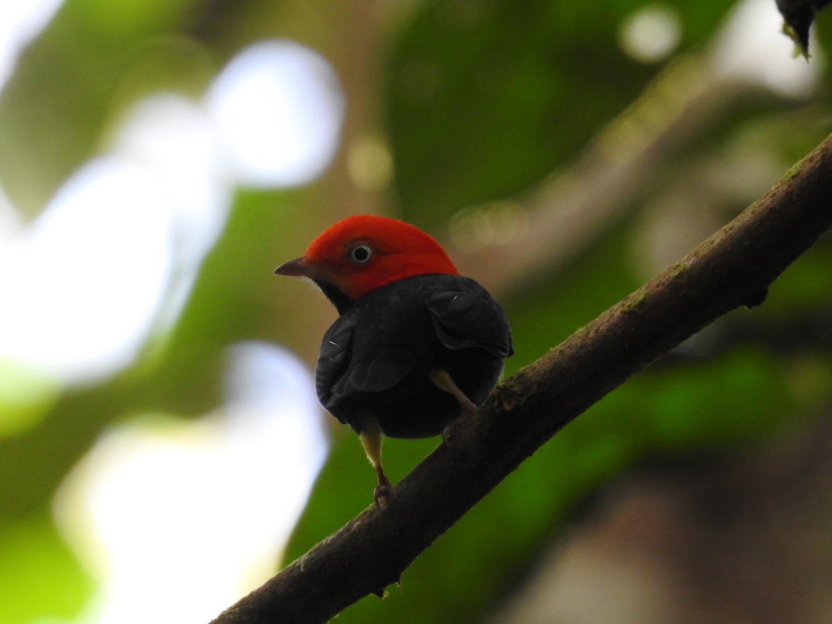 Red-capped Manakin - ML619846913