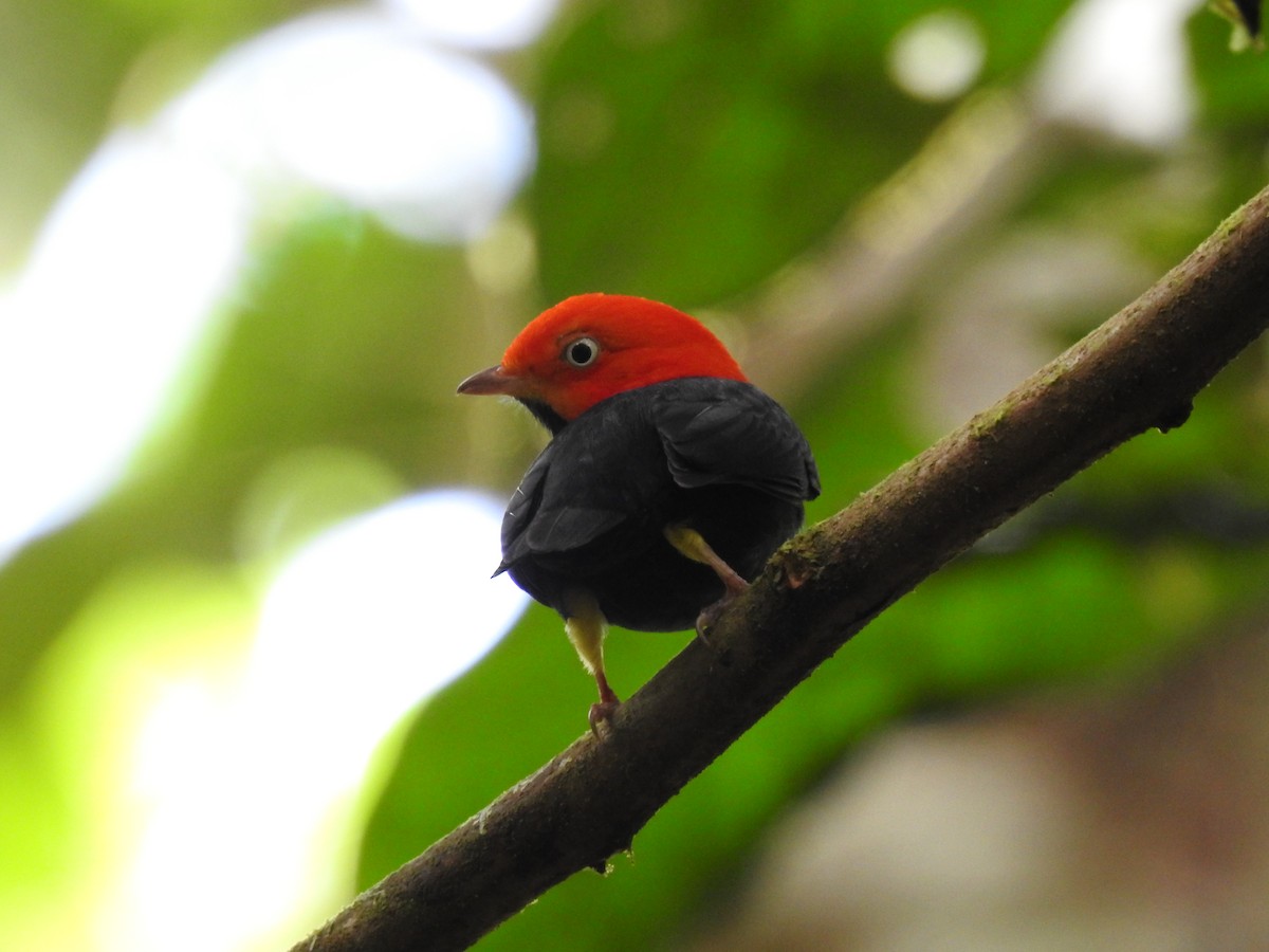 Red-capped Manakin - ML619846914