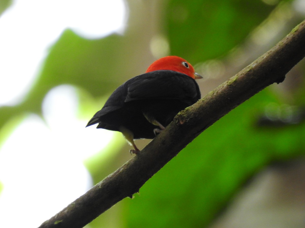 Red-capped Manakin - ML619846915