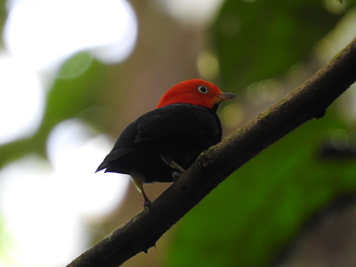 Red-capped Manakin - ML619846916