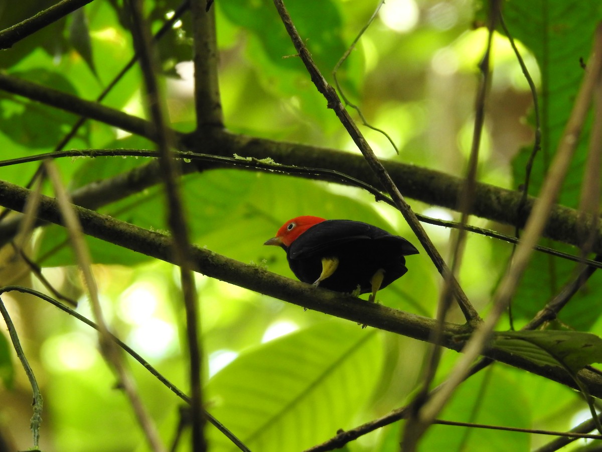 Red-capped Manakin - ML619846917