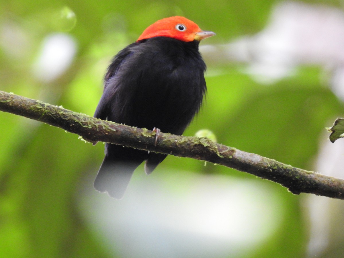 Red-capped Manakin - ML619846918