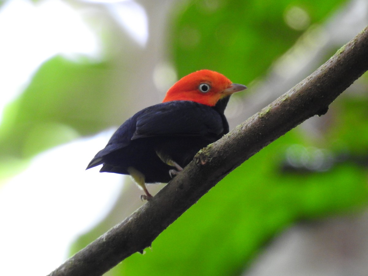 Red-capped Manakin - ML619846919