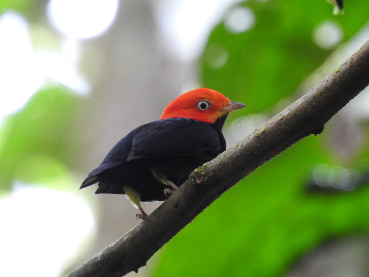 Red-capped Manakin - ML619846920