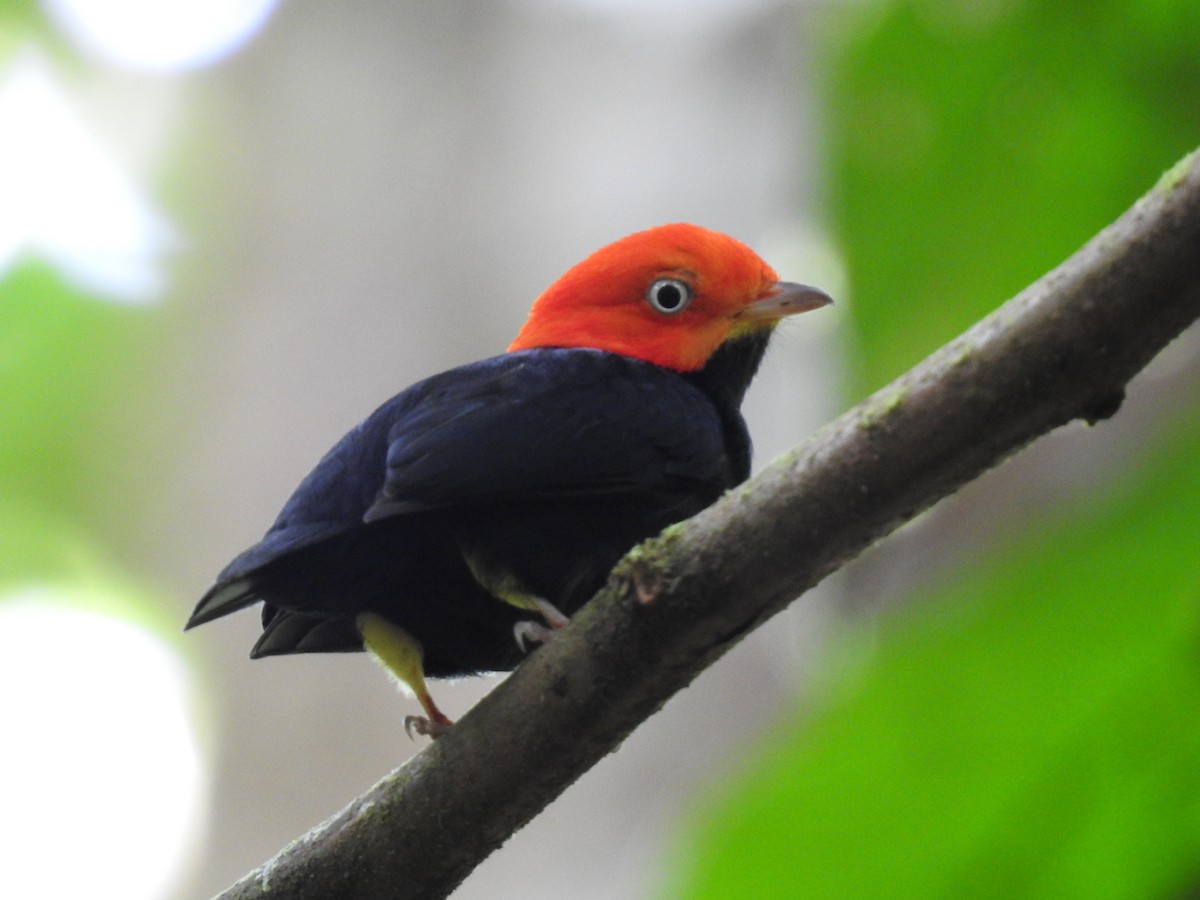 Red-capped Manakin - ML619846921