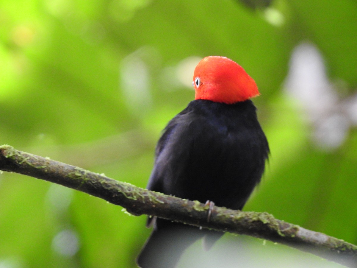 Red-capped Manakin - ML619846922