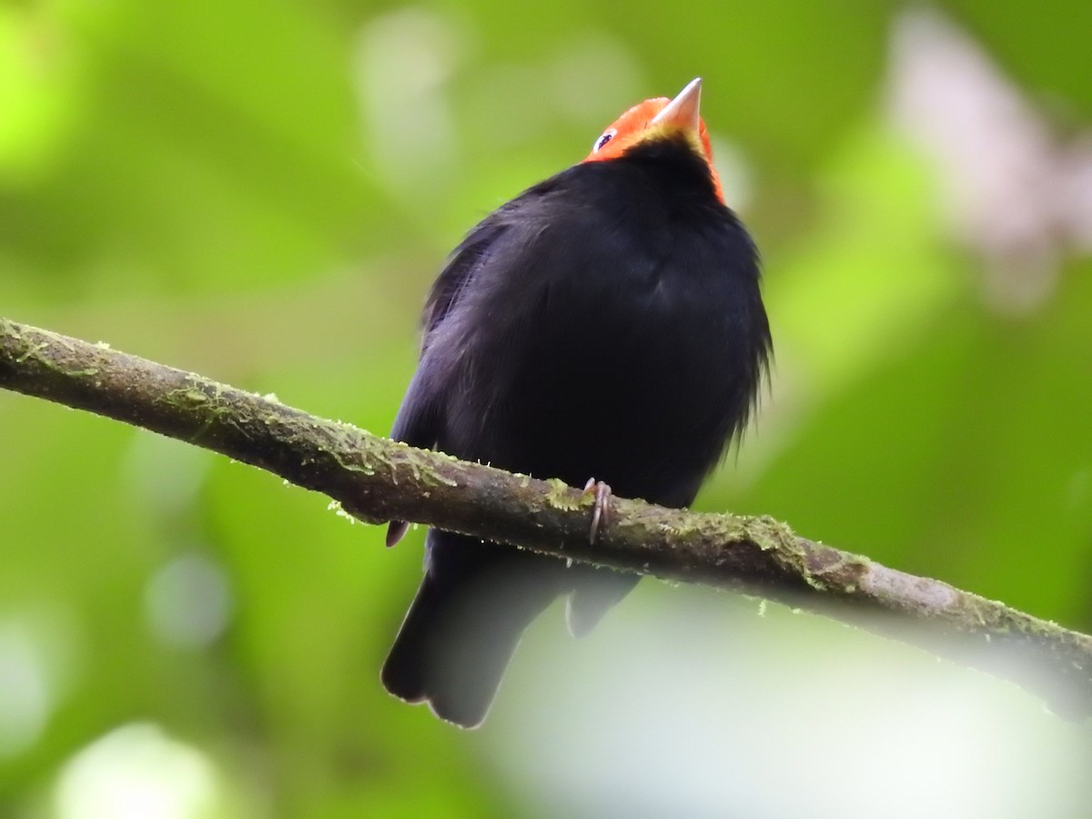 Red-capped Manakin - ML619846923
