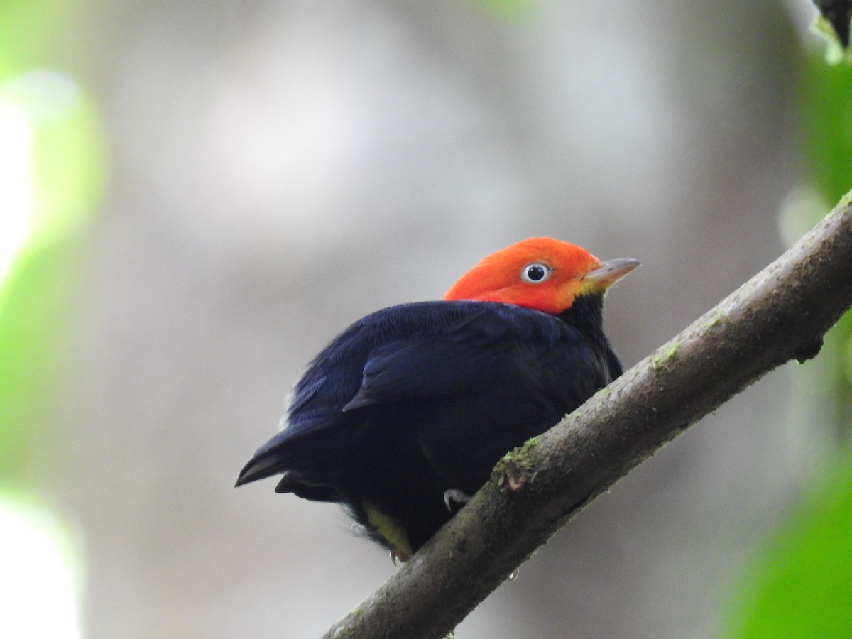 Red-capped Manakin - ML619846925