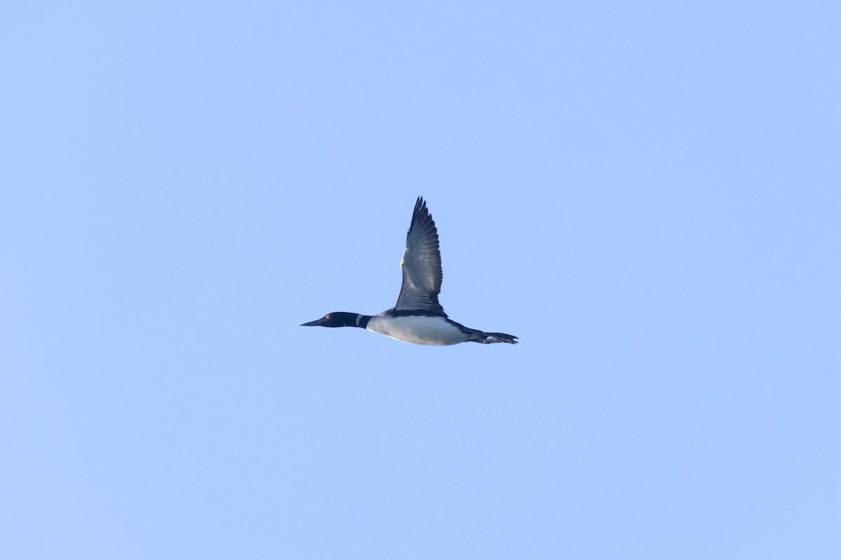 Common Loon - ML619846942