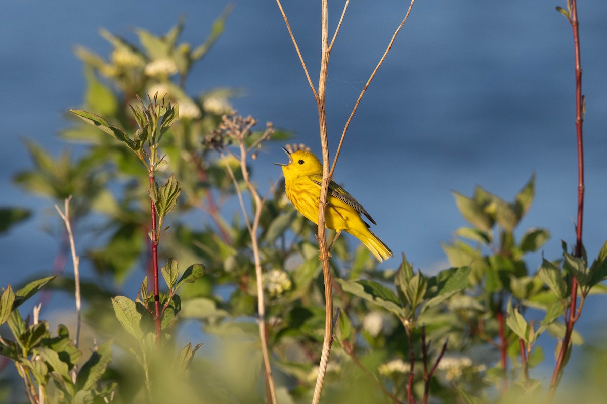 Yellow Warbler - ML619846955