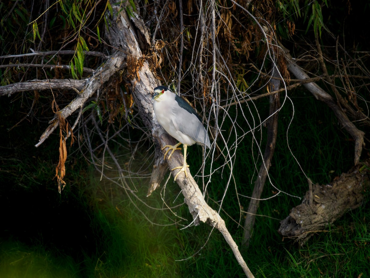Black-crowned Night Heron - ML619846959