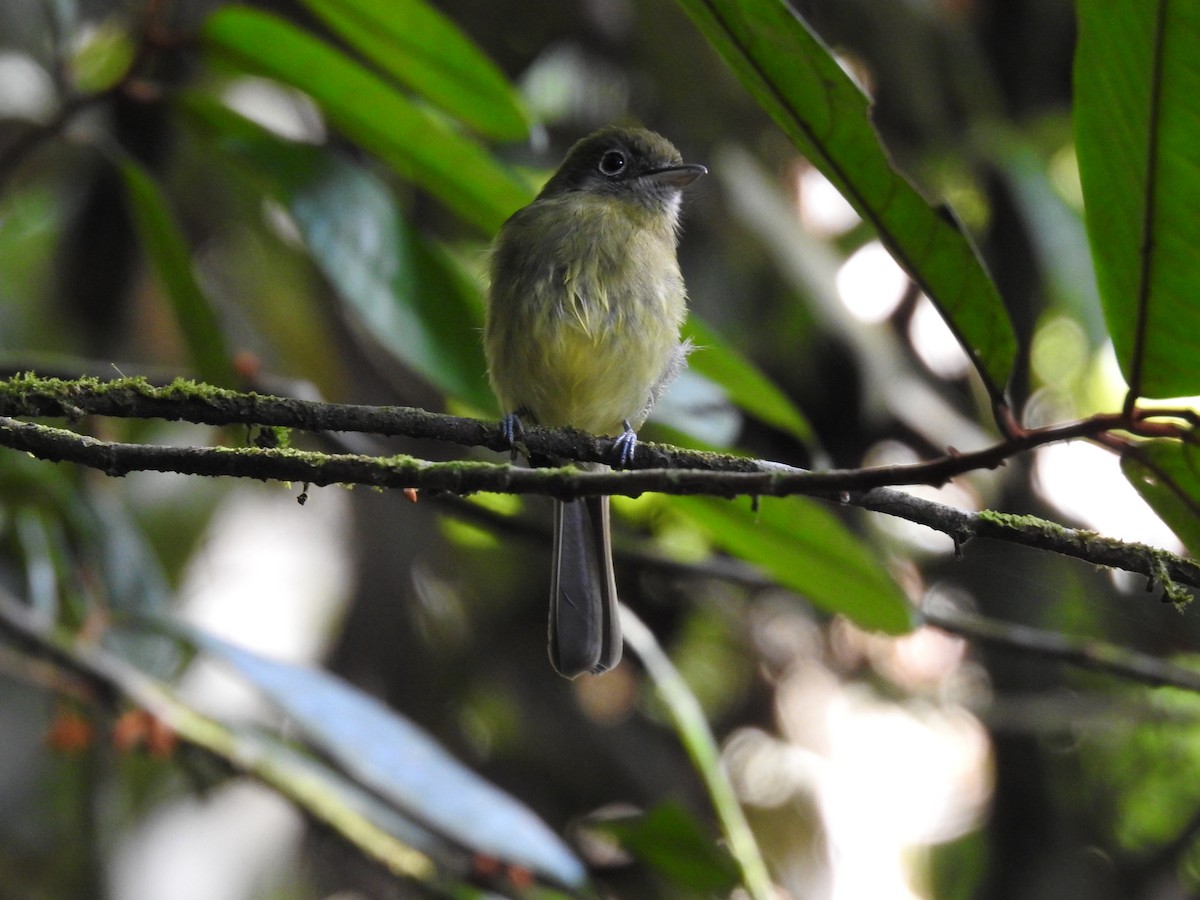 Eye-ringed Flatbill - ML619846987