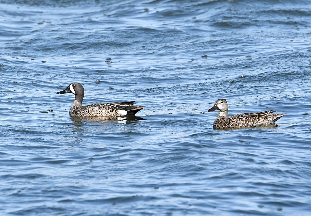 Blue-winged Teal - ML619846993
