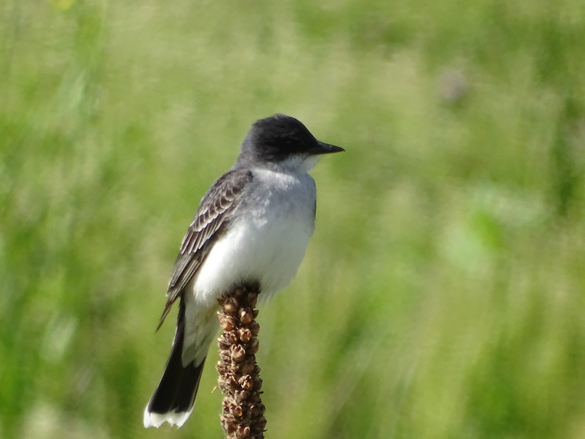 Eastern Kingbird - ML619846997