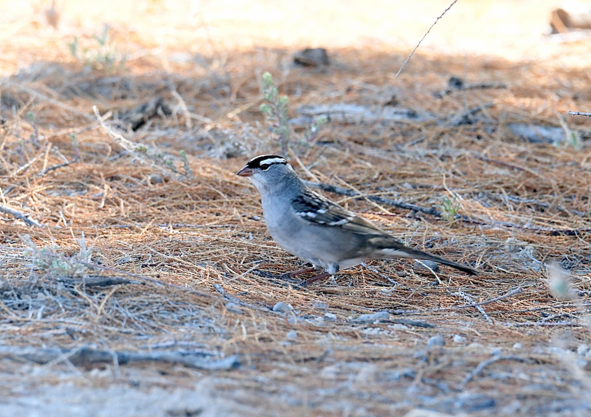 White-crowned Sparrow - ML619847013
