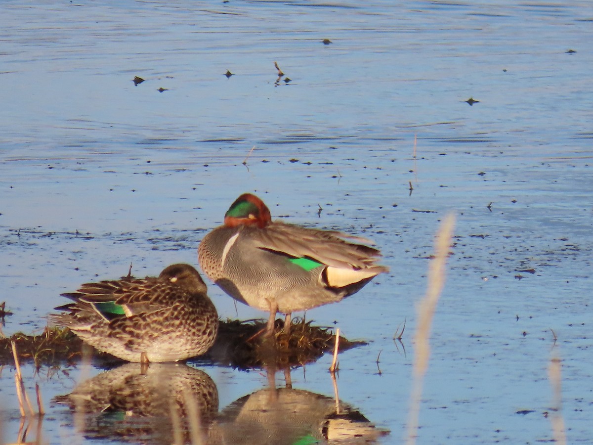 Green-winged Teal - ML619847017
