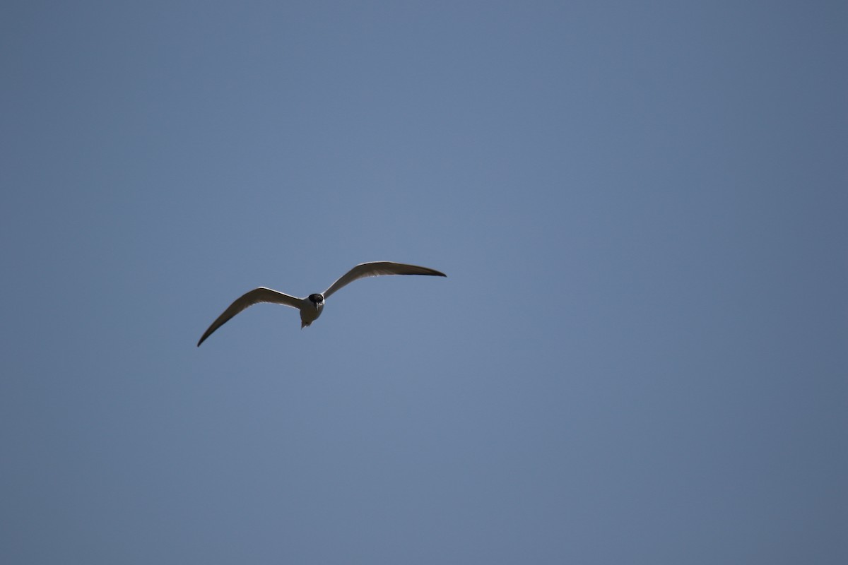 Gull-billed Tern - ML619847026