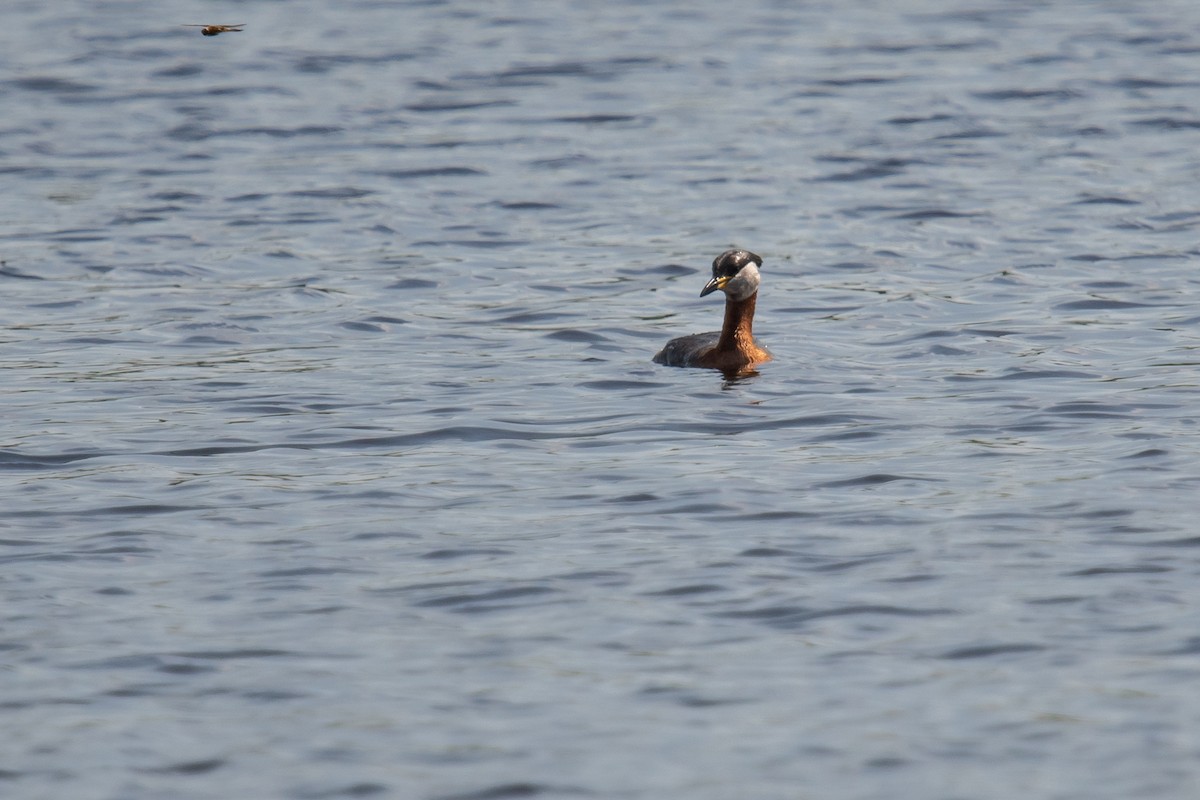Red-necked Grebe - ML619847034
