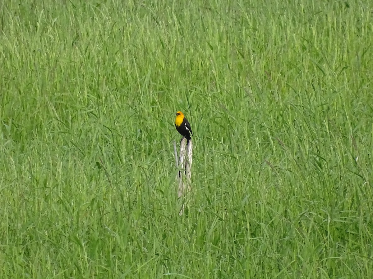 Yellow-headed Blackbird - ML619847036