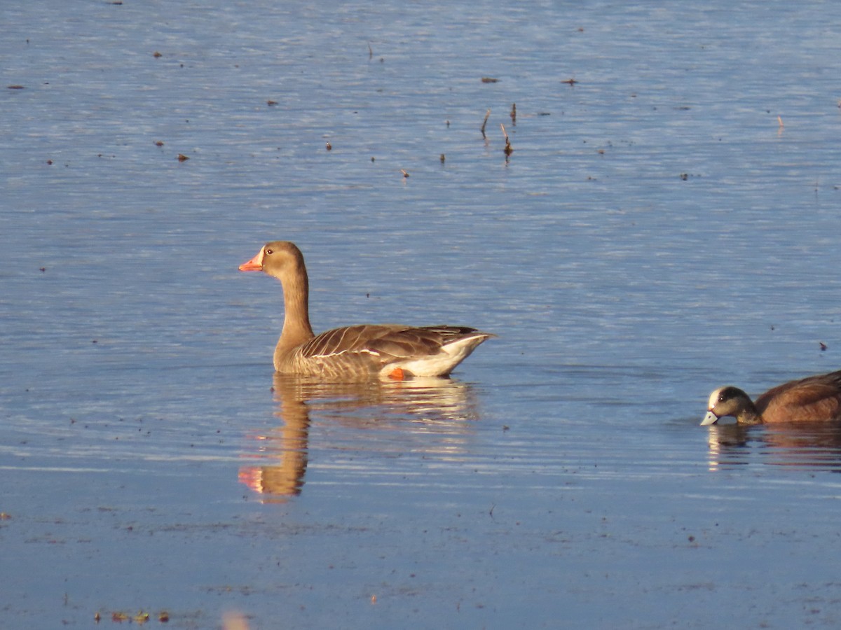 Greater White-fronted Goose - ML619847048