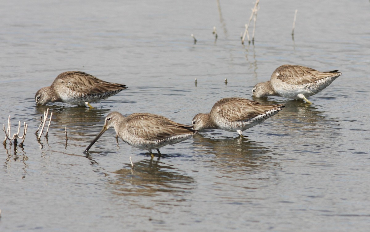 Long-billed Dowitcher - ML619847059