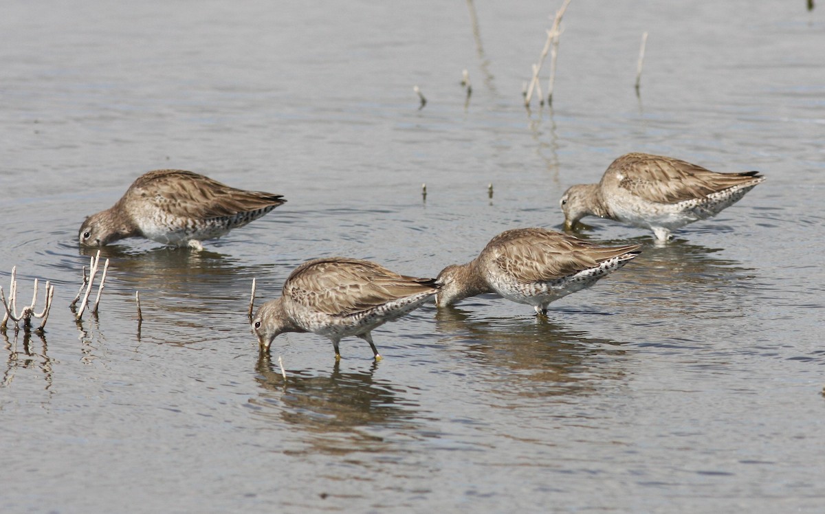 Long-billed Dowitcher - ML619847060