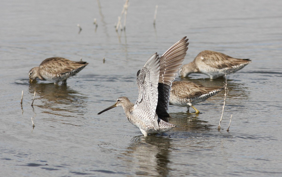 Long-billed Dowitcher - ML619847061