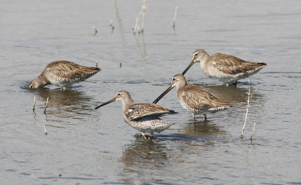 Long-billed Dowitcher - ML619847062