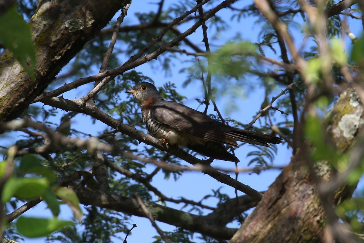 Red-chested Cuckoo - ML619847074