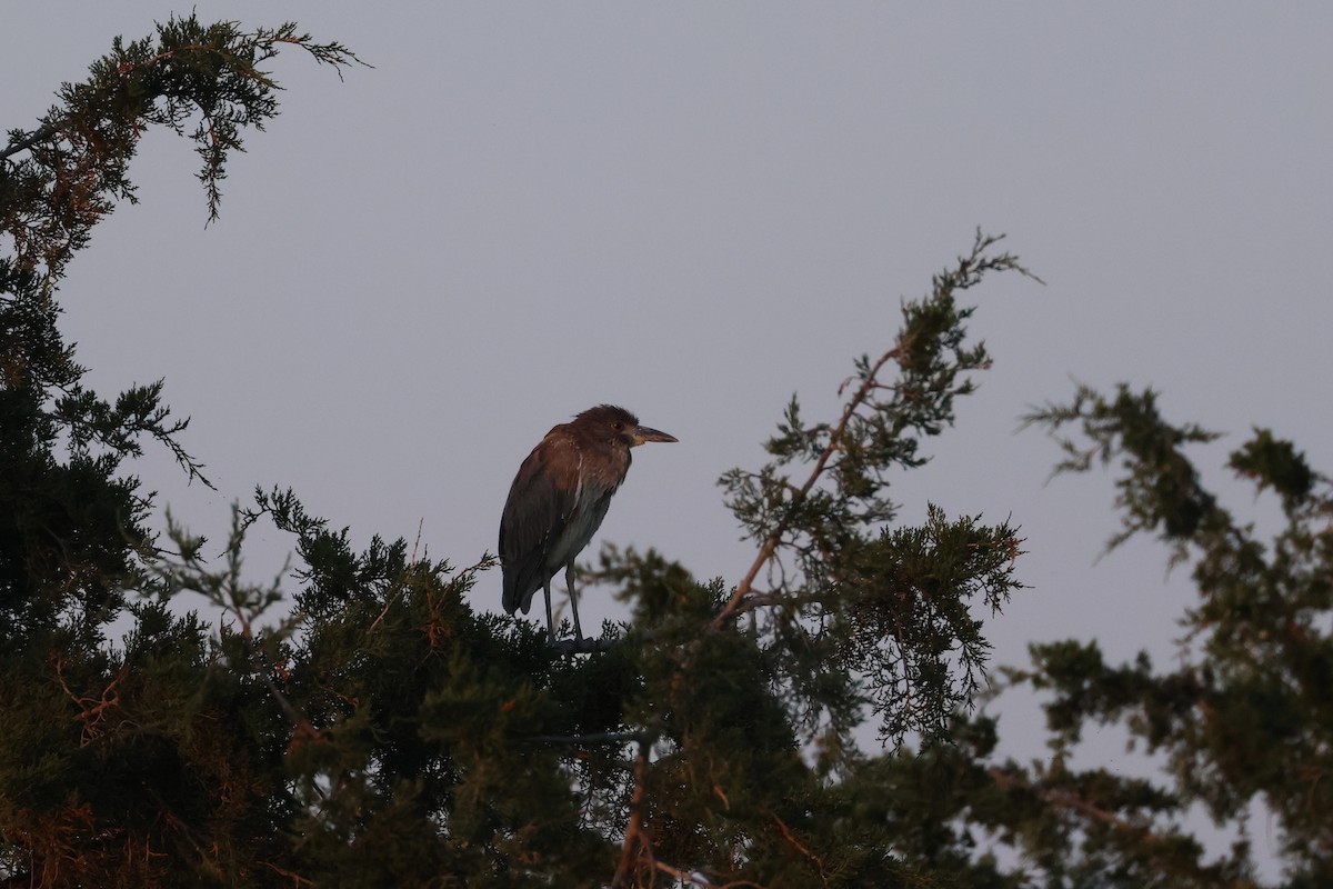 Black-crowned Night Heron - ML619847095