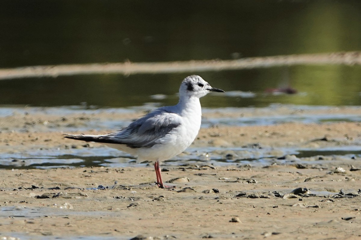 Mouette de Bonaparte - ML619847160