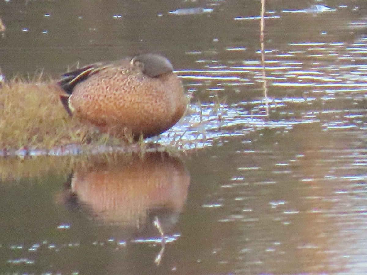 Blue-winged Teal - ML619847172