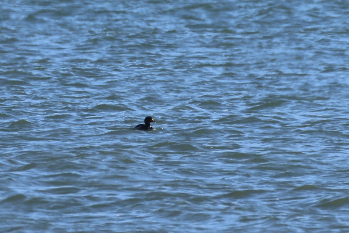 Black Scoter - ML619847176