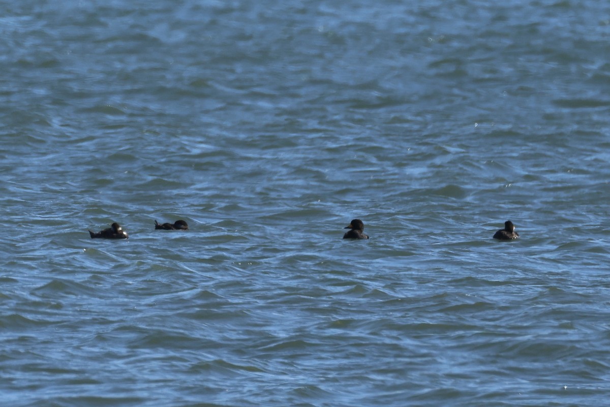 Black Scoter - ML619847177